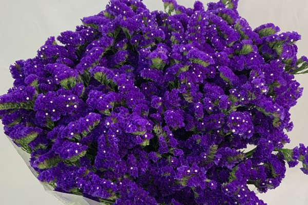 Viola