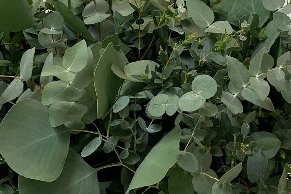 Euka mix