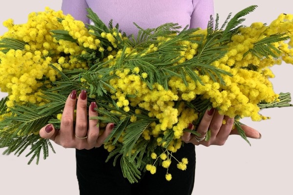 Mimosa & 8 Marzo: Un Simbolo del Trionfo e della Resilienza delle Donne 