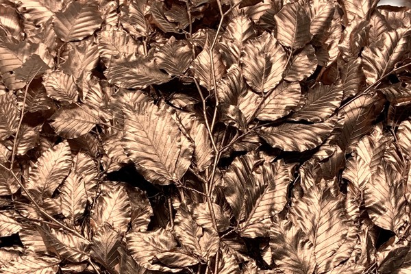 FOGLIAME COLORATO E METALLIZZATO