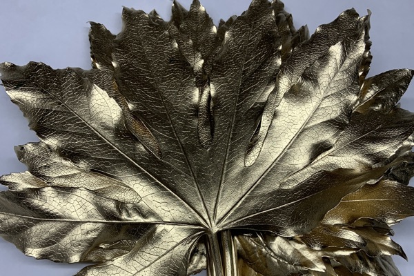 aralia metallizzata - oro