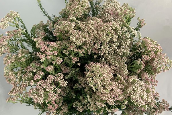 Fior di Riso bianco