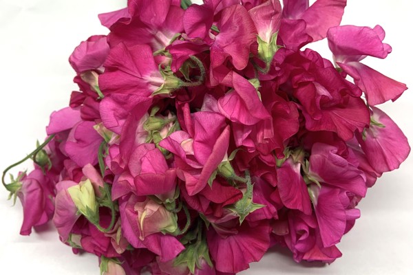 Cyclamen