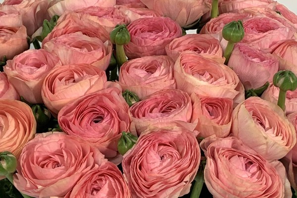 Blush