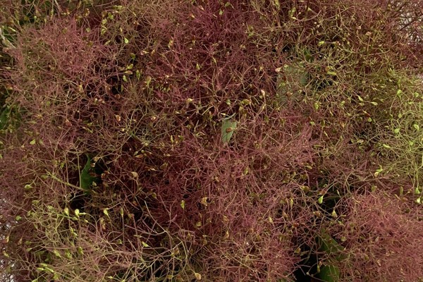 Cotinus