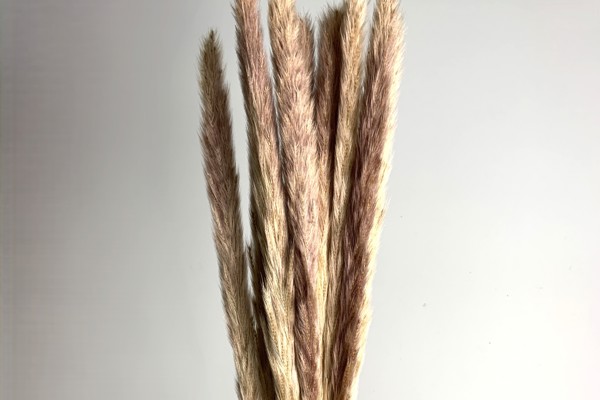 Erba di pampa