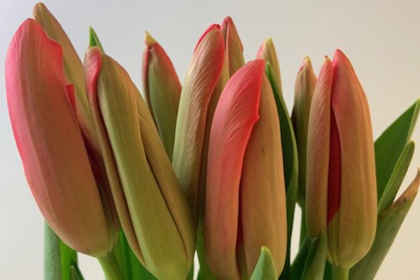 Tulipani