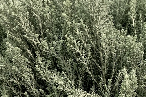 Ozothamnus Silver 