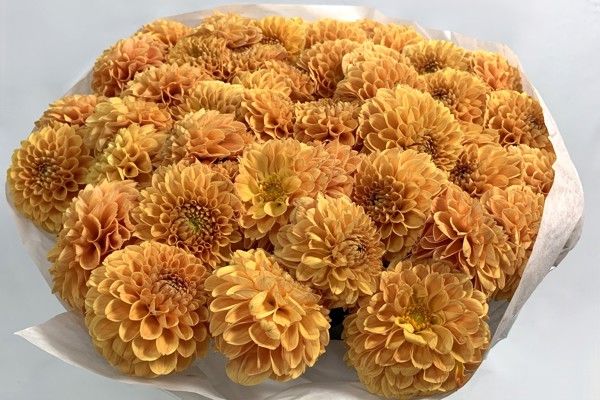 Arancione