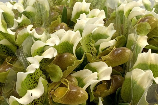  Cypripedium 