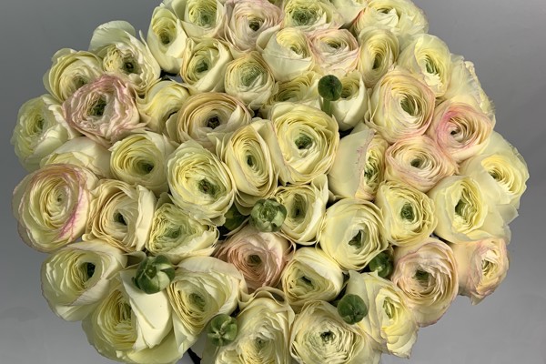 Fiori freschi