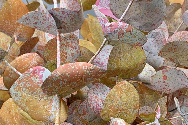 cinerea colorata - monet