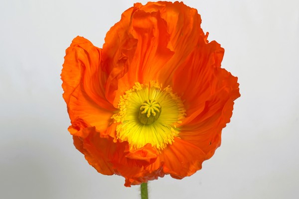 Arancione