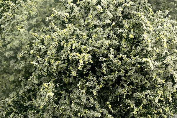 Limonium JOY