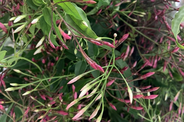 Gelsomino fiorito
