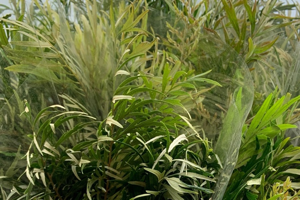 Grevillea Selvatica