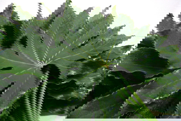 Aralia