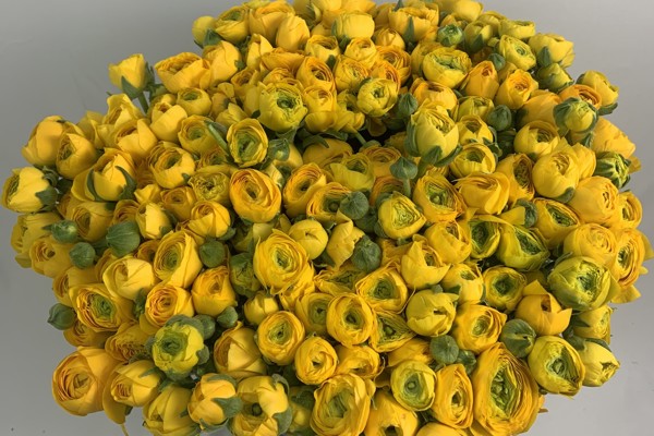 Giallo