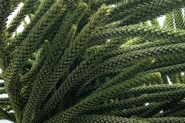Araucaria