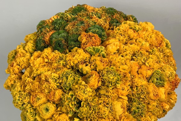Giallo