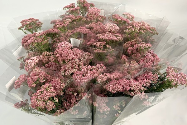 Fior di Riso rosa