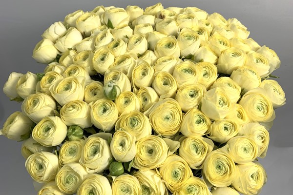Giallo Crema