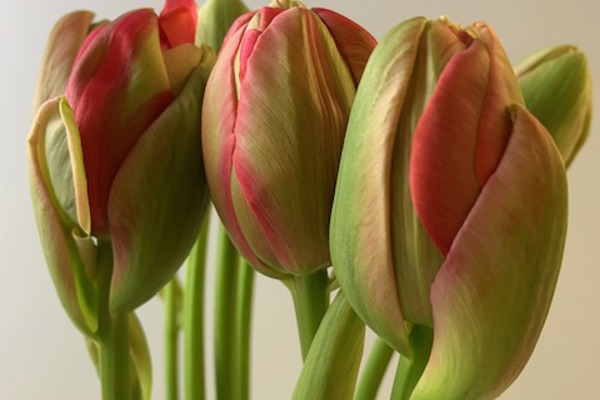 Double Renown - Peony