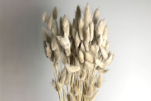 LAGURUS
