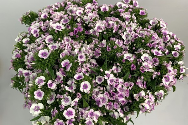 Bianco striato