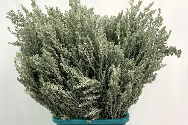 Ozothamnus Silver 
