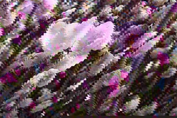 Pesco Rosa