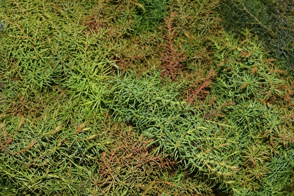 Cryptomeria