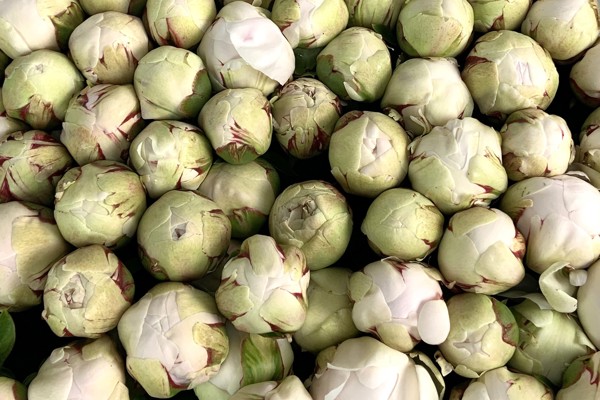 Peonie
