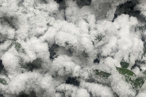betulla fioccata - bianco