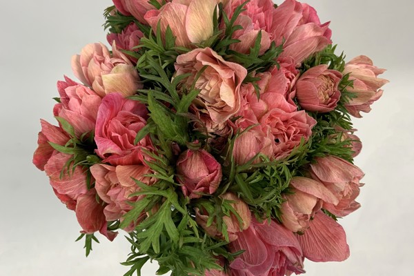 Rosa
