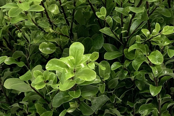 Tenuifoglia