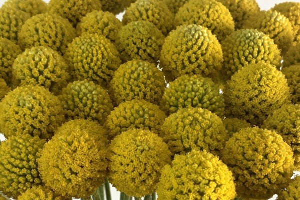 Craspedia Globosa