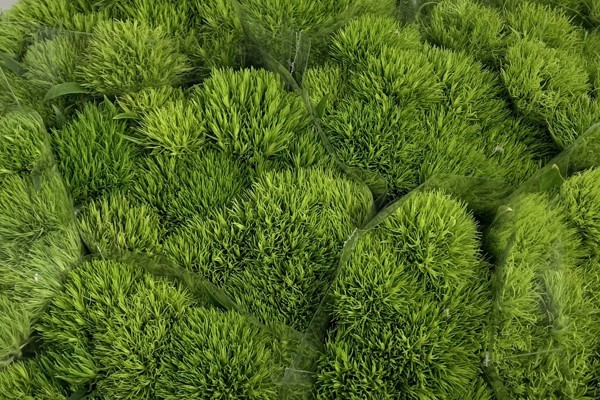 Green Trick/Kiwi Mellow