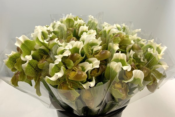 Cypripedium