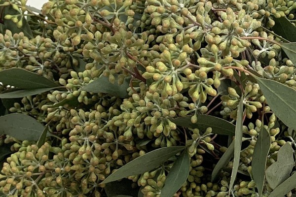 Populus Fiorito