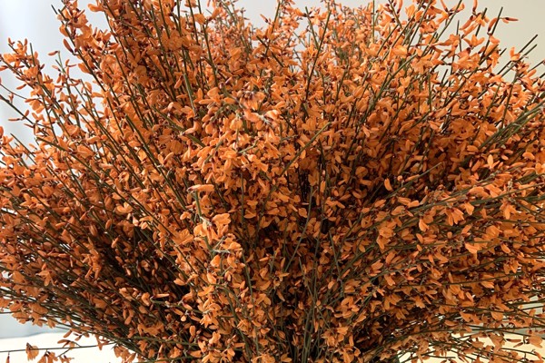 Arancione