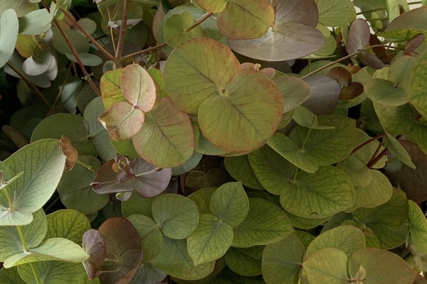 Cinerea Autunno