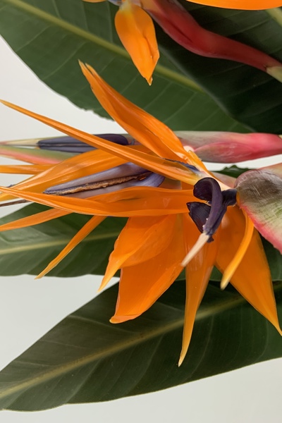 Strelitzia
