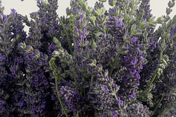 Lavanda