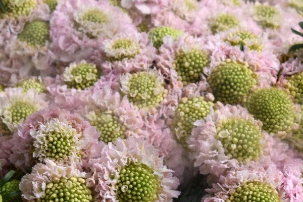 Scabiosa