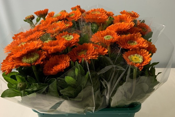 Calendule arancioni