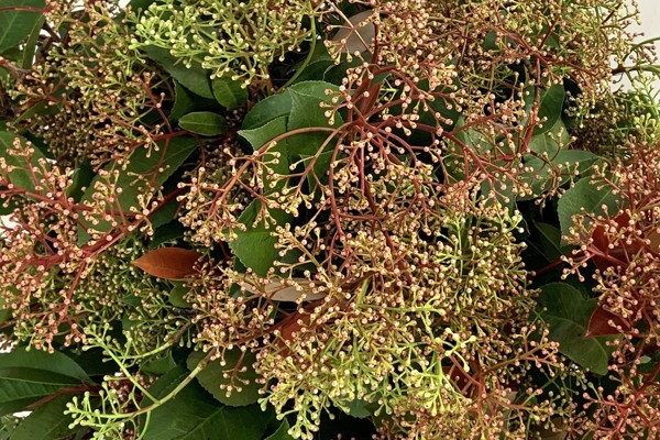 Fotinia Fiorita