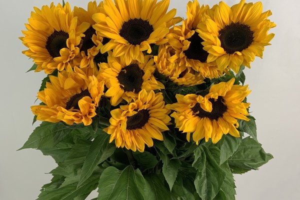 Girasoli