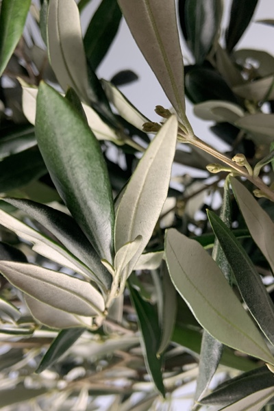 Olivo