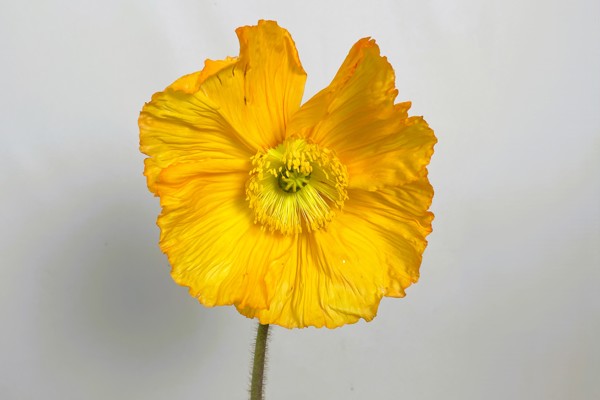 Giallo